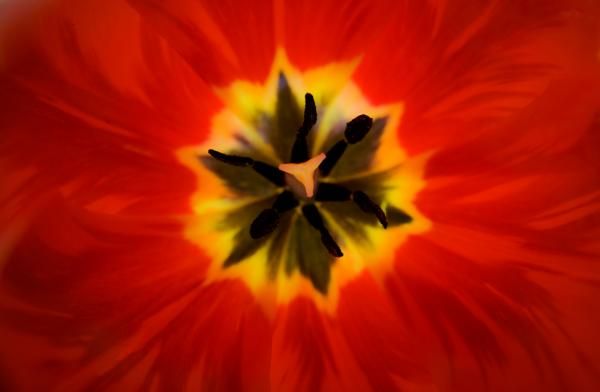 Tulip Explosion Kaleidoscope by Teresa Mucha