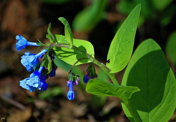 Virginia Bluebells by Teresa Mucha