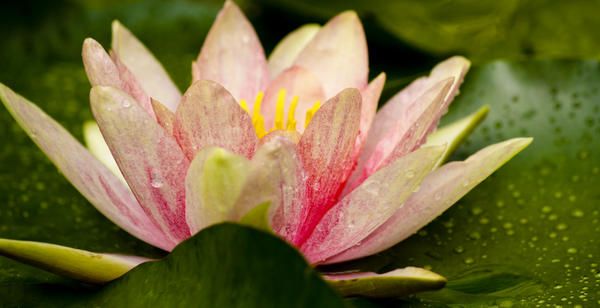 Water Lilly at Eye Level by Teresa Mucha