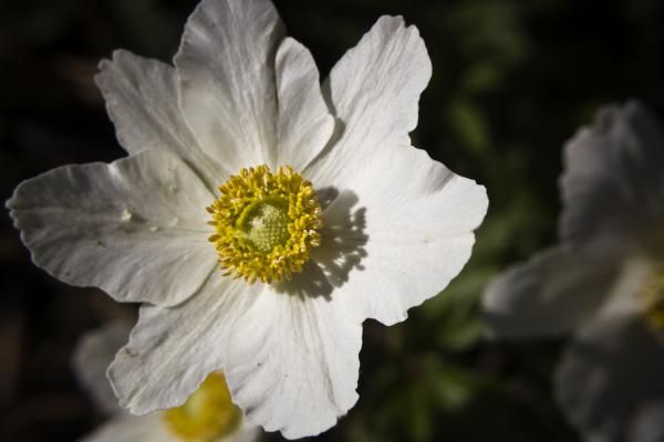 White Anemone by Teresa Mucha