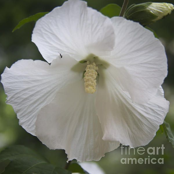 White Hibiscus Squared by Teresa Mucha