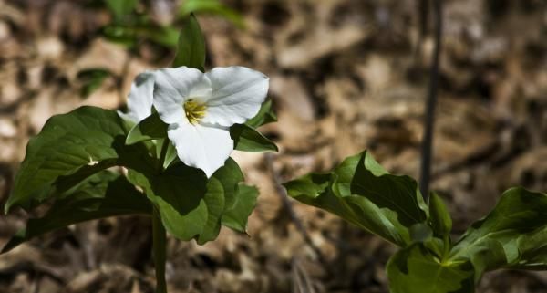 White Trillium by Teresa Mucha