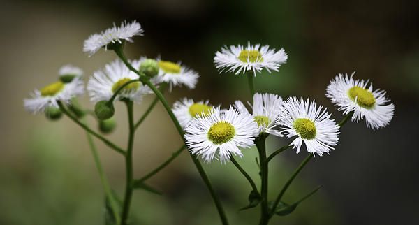 Wild Spring Aster by Teresa Mucha