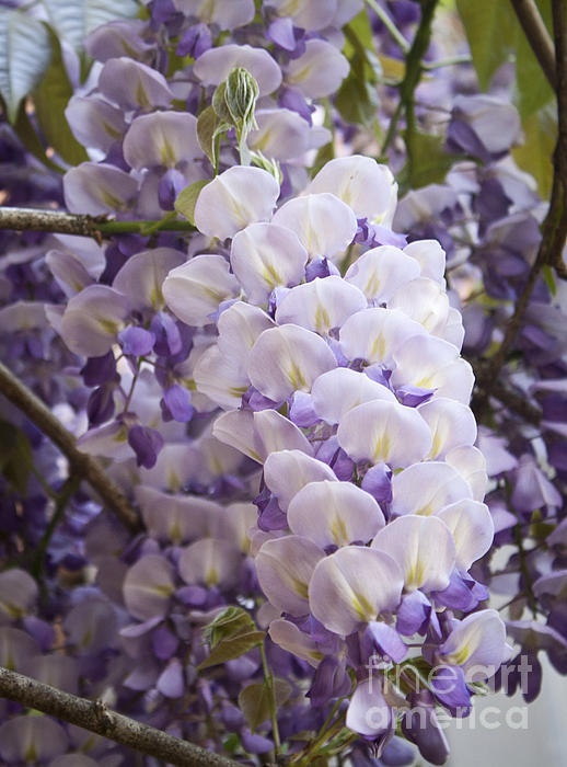 Wisteria Blooms by Teresa Mucha