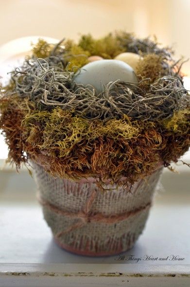 Birds Nests