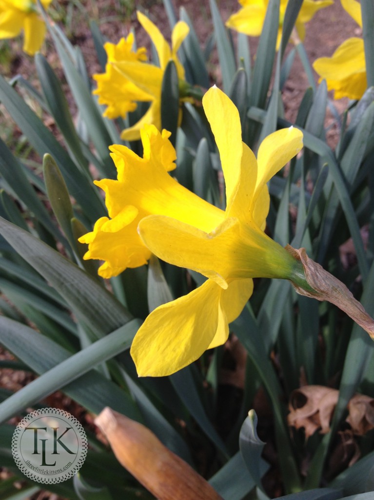 Pretty Daffodils in the garden