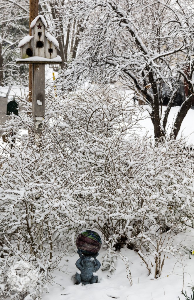 Barberry bushes coverd in snow in the garden