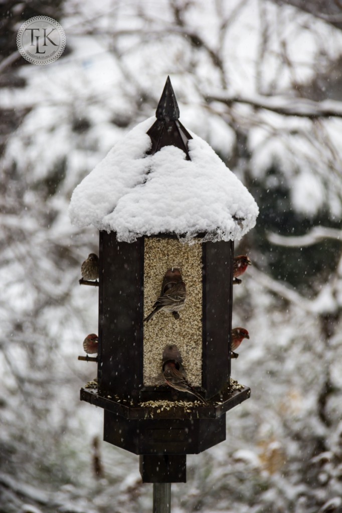 Red and Gold Finches fill a feeder on the deck.