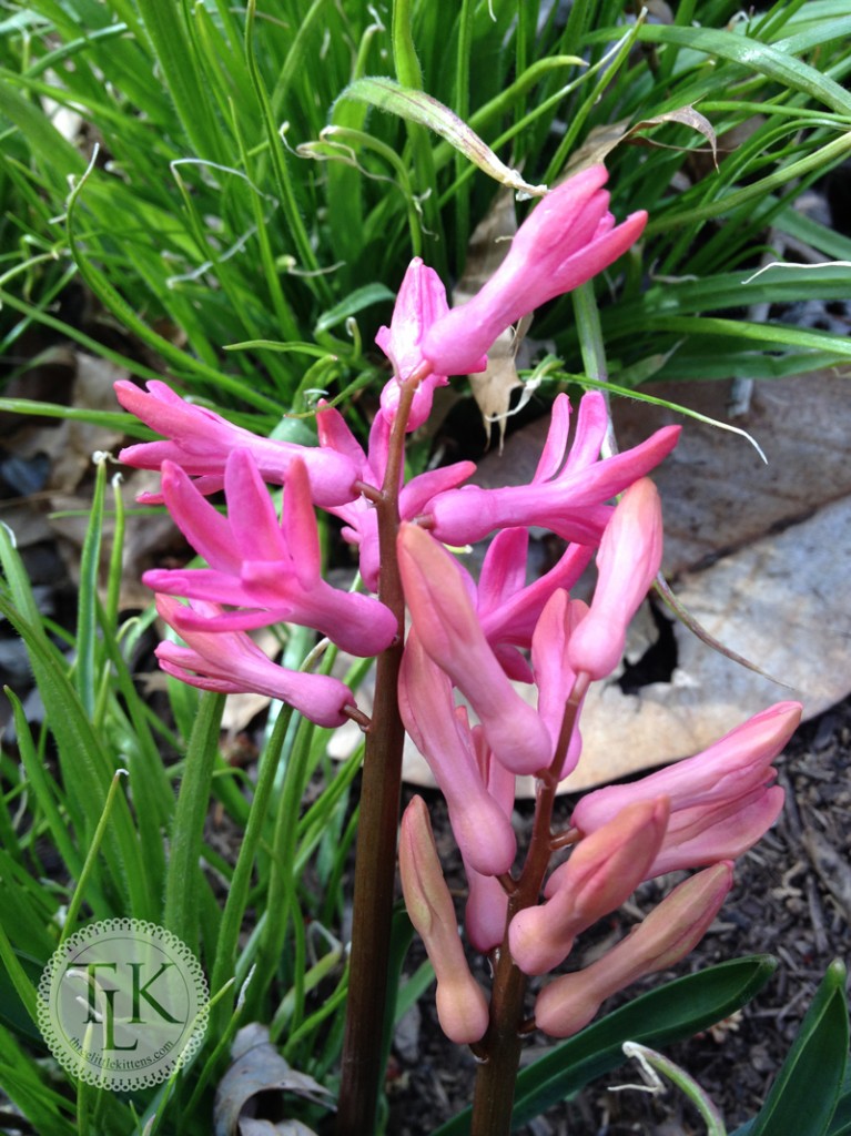 Hot Pink Hyacinths under the Magnolia Tree