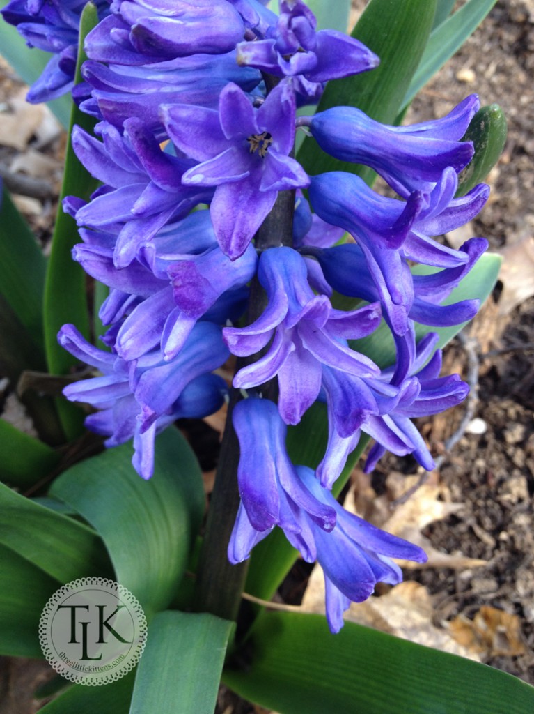Purple Hyacinth by the front garden path