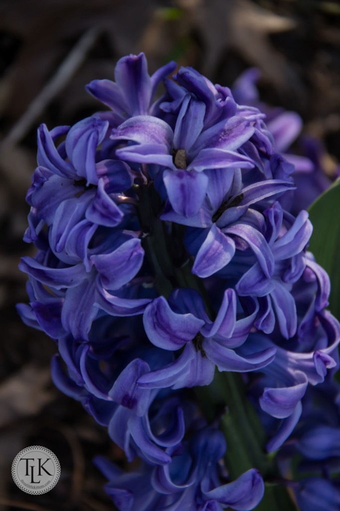 Heavily fragrant violet Hyacinths in our Springtime garden