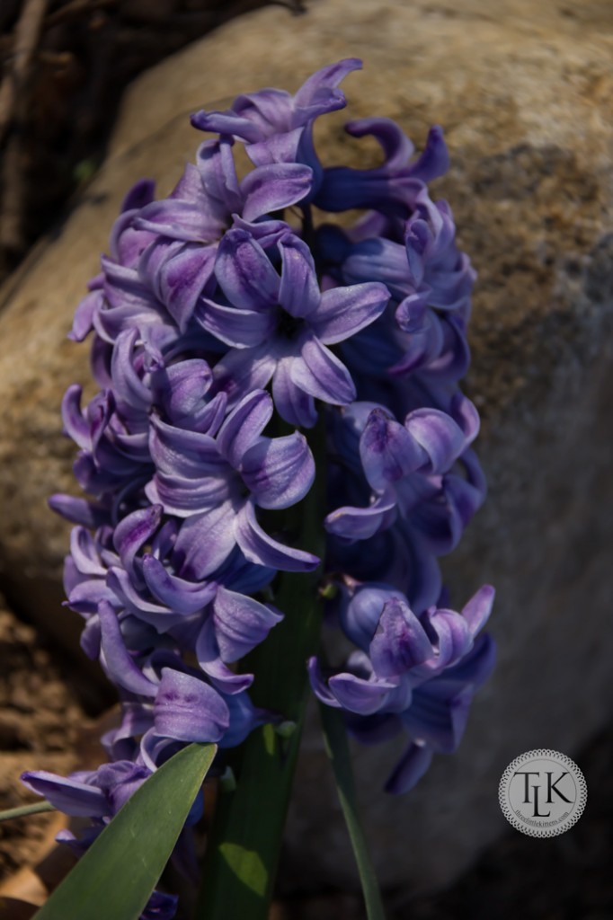 These violet Hyacinths are so fragrant!  We can smell them from almost anywhere in the front yard.