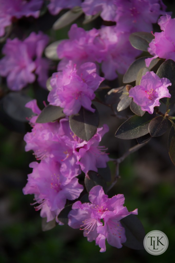 PJM Rhododendron is a small leaved evergreen rhododendron.  Ours blooms multiple times throughout the year.