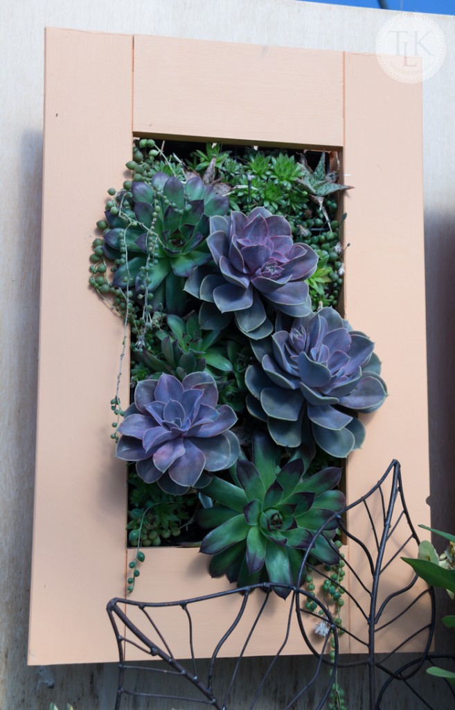 Living Art for your Wall - Framed Succulents from Walter's Greenhouse in Hardy, VA on threelittlekittens.com/blog