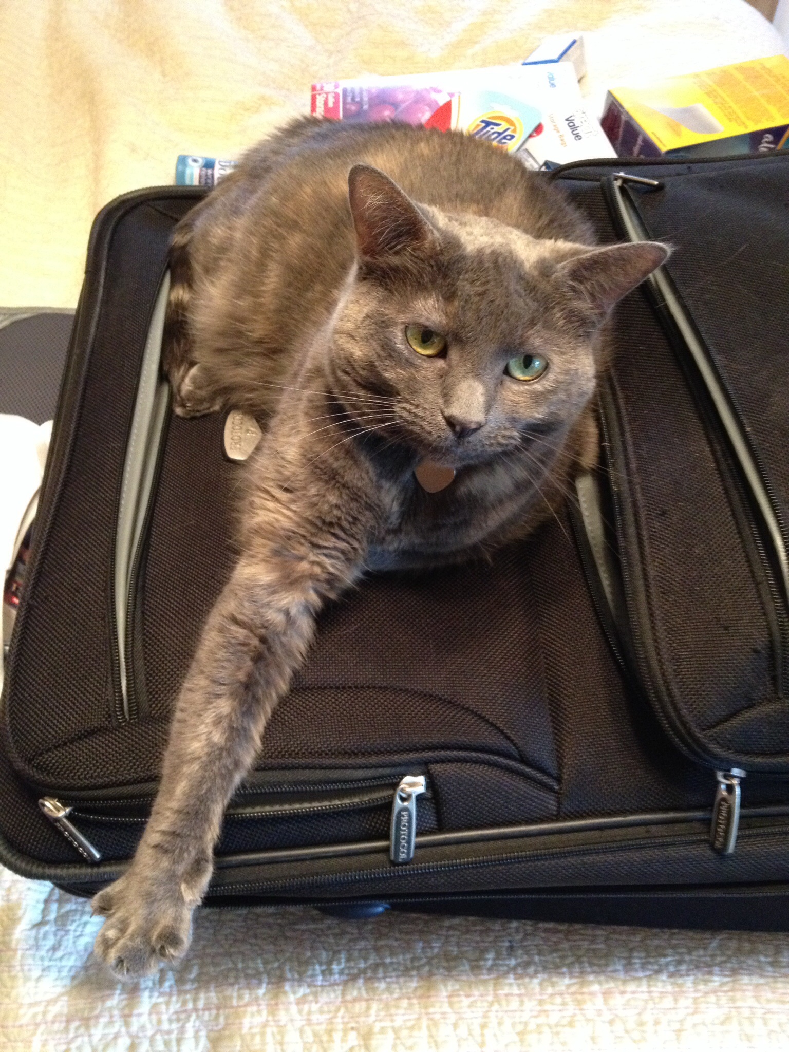 Dixie finds sleeping on the luggage to be a comfy spot
