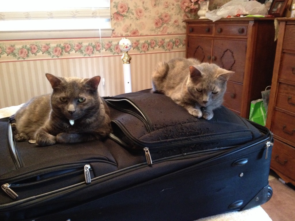 Pixie decides to join her sister Dixie and sleep on the luggage