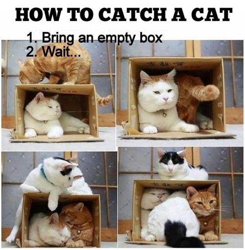 How to Catch a Cat