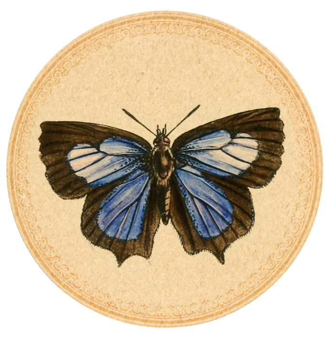 Blue-Butterfly-02 Digital Goodie free printable on threelittlekittens.com/blog
