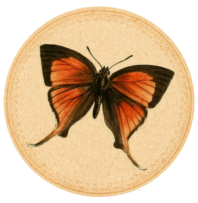Orange-Butterfly-02 Digital Goodie free printable on threelittlekittens.com/blog
