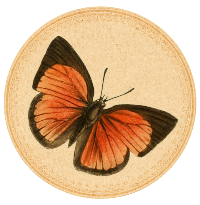 Orange-Butterfly-03 Digital Goodie free printable on threelittlekittens.com/blog