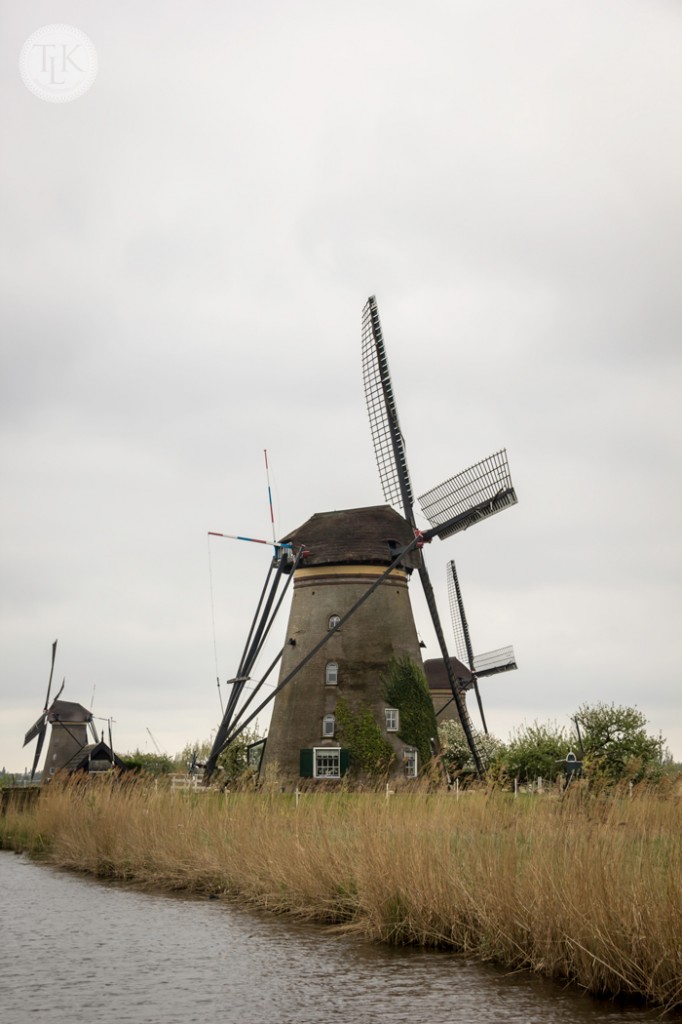 Vine-Covered-Windmill-Kinderdijk