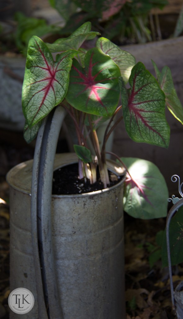 Pink and Green Caladiums in a shady spot of the garden fill a vintage watering can planter