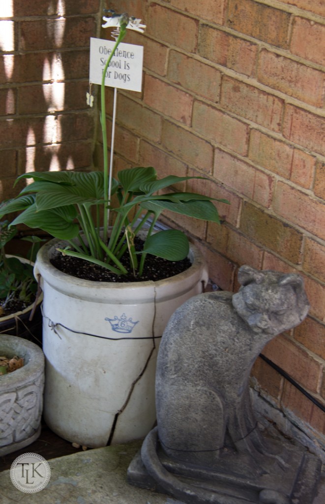 Hosta in old crock planter, perfect for a shady spot in the garden