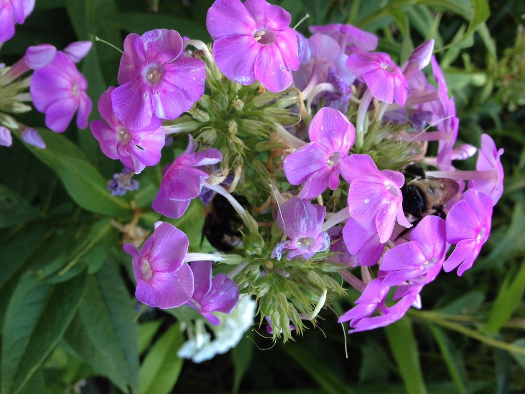 Two Sleepyheads in the Phlox