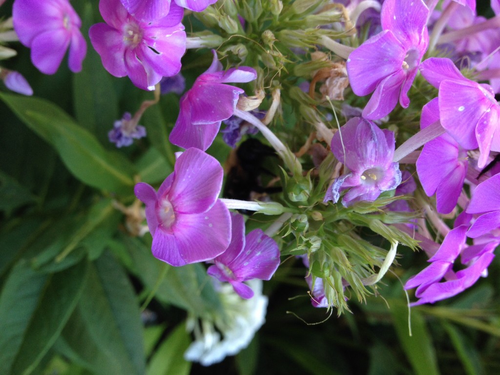 Carpenter Bee Sleeping in the Phlox