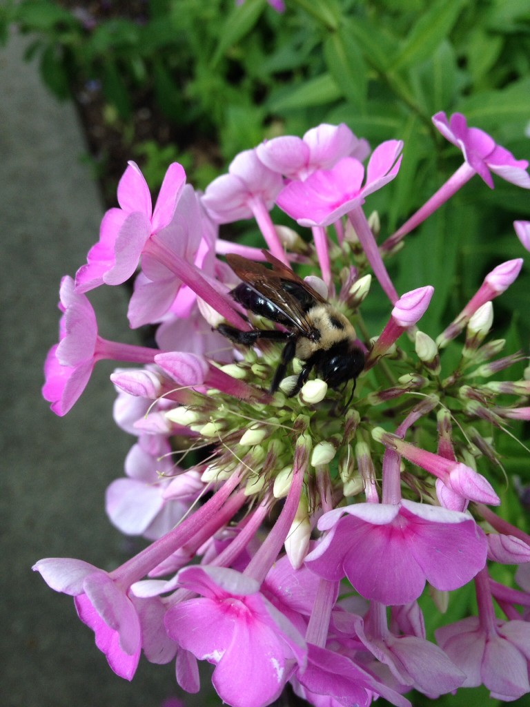 Carpenter Bee in my Phlox