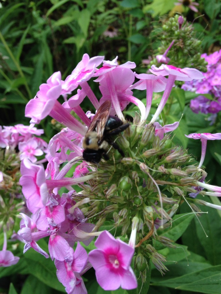 Carpenter Bee working the Phlox