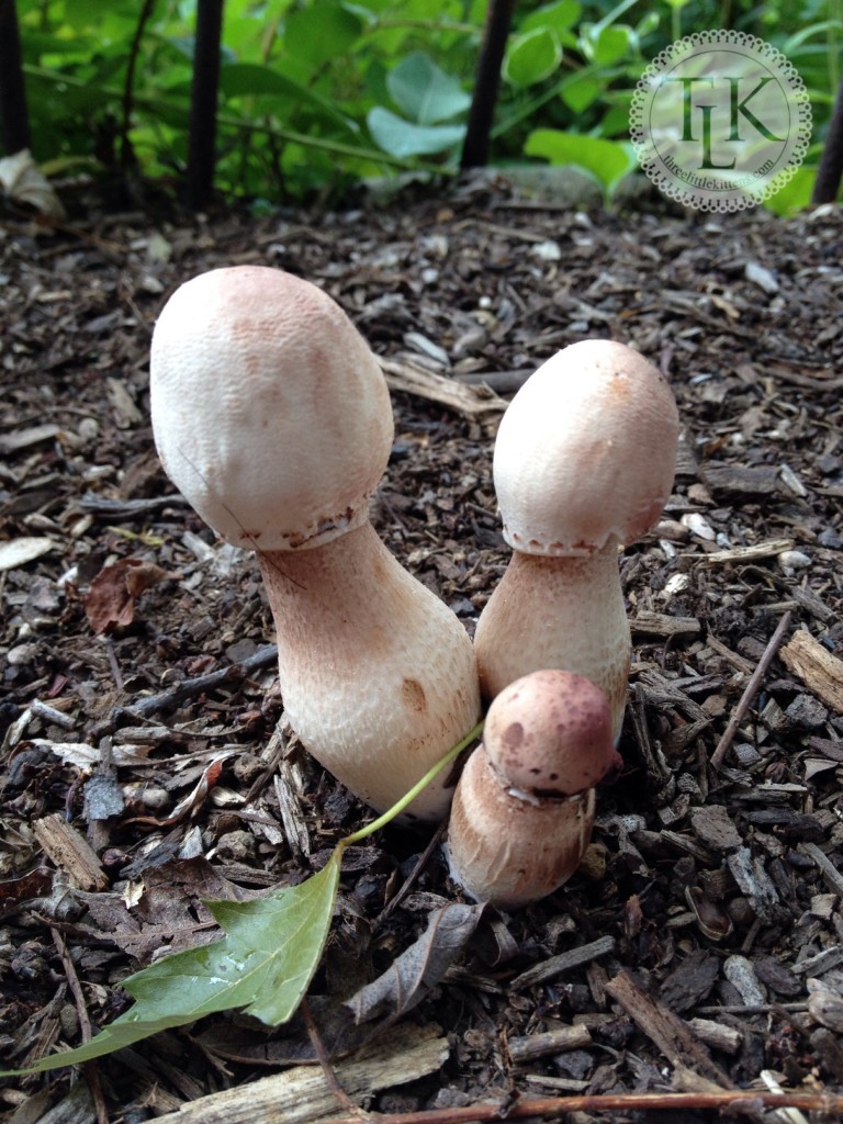 Mushroom Trio 