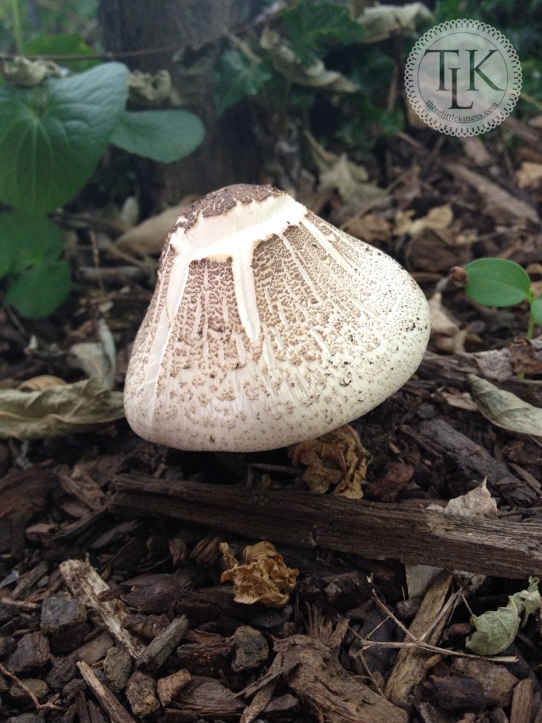 Toadstool 