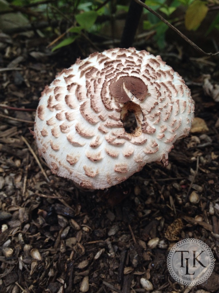 Mushroom top