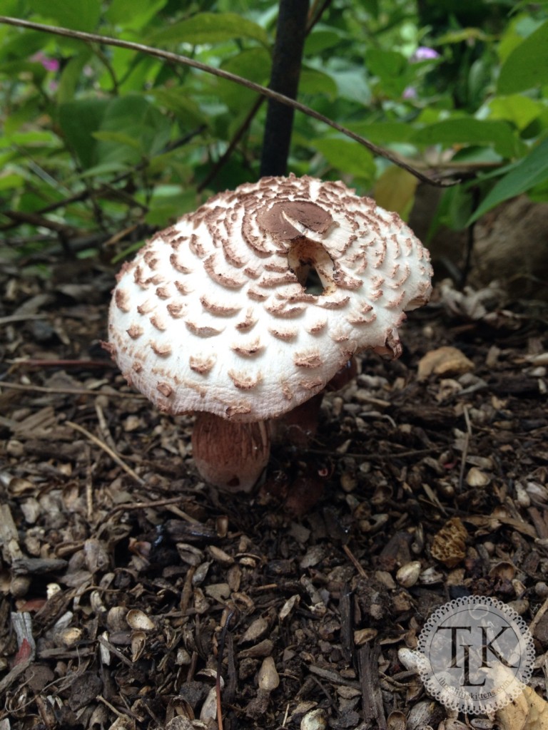 Mushroom in the garden