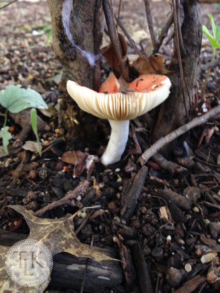 Mushroom under azalea bush