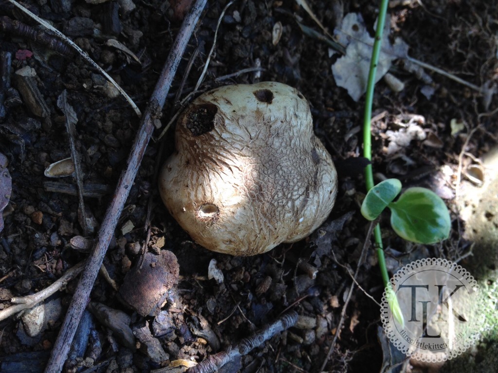 Is it a potato or a mushroom?