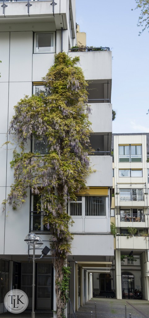 Urban-Wisteria-Cologne