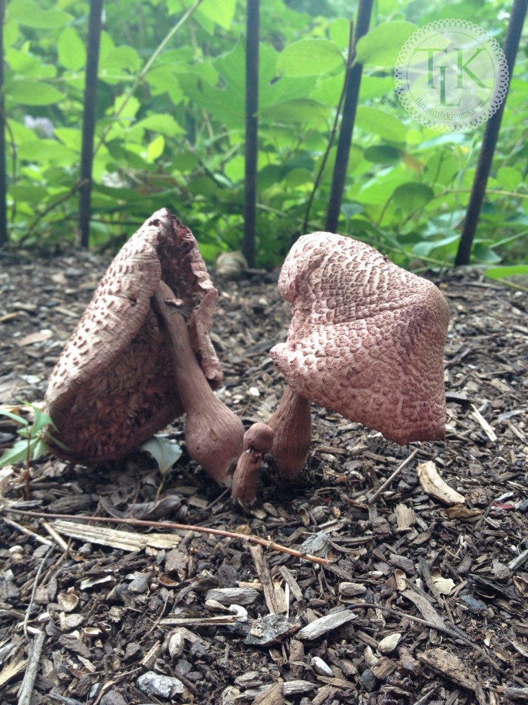 Mushroom Trio Metamorphosis