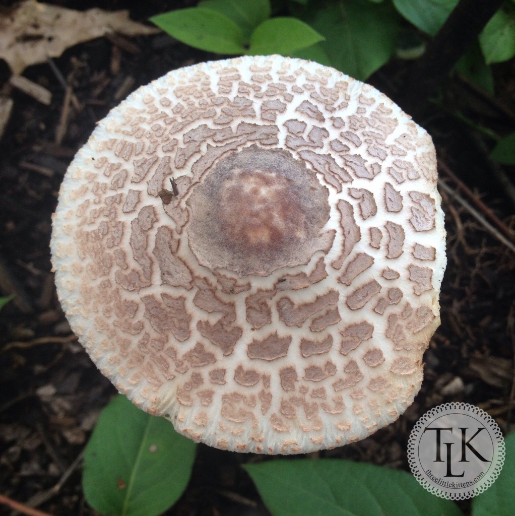 Toadstool Cap