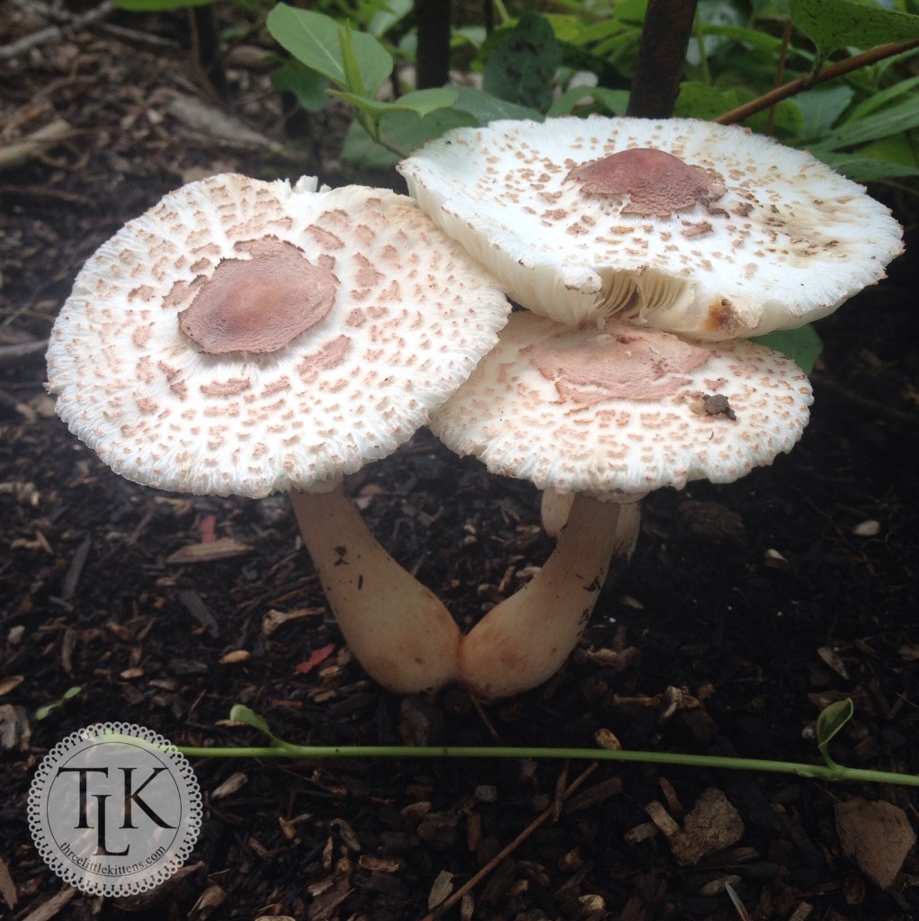 Trio of Mushrooms