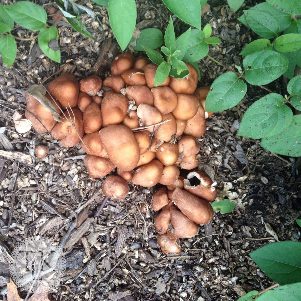 Fungus