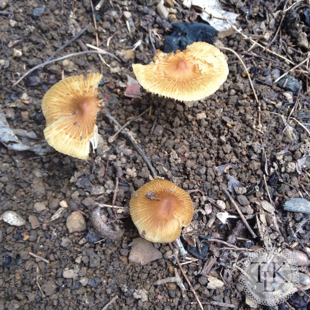 Little Tan Shrooms