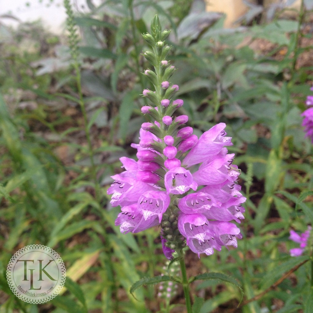 Obedient Plant