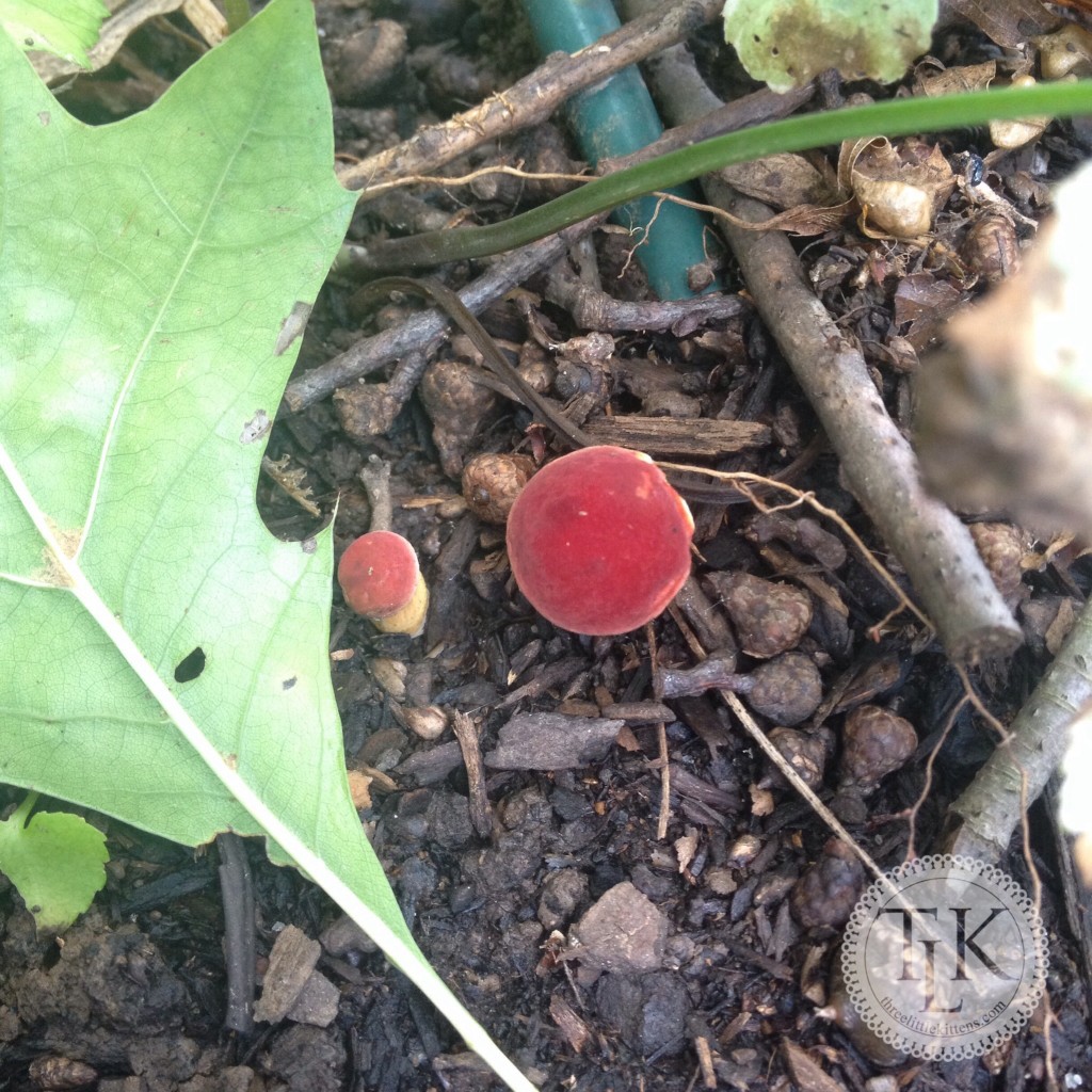 Tiny Red Mushroom