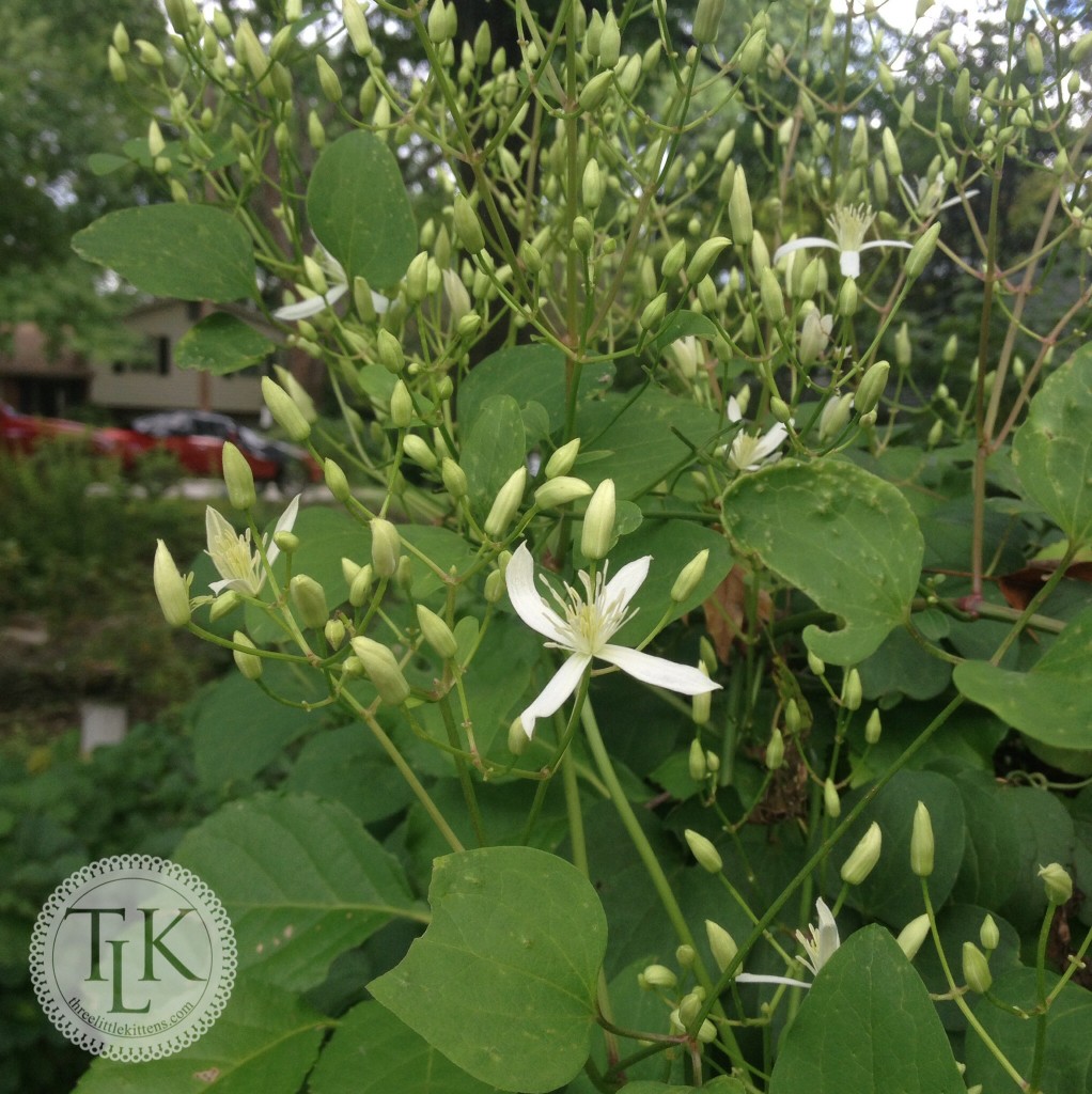 Fall Clematis