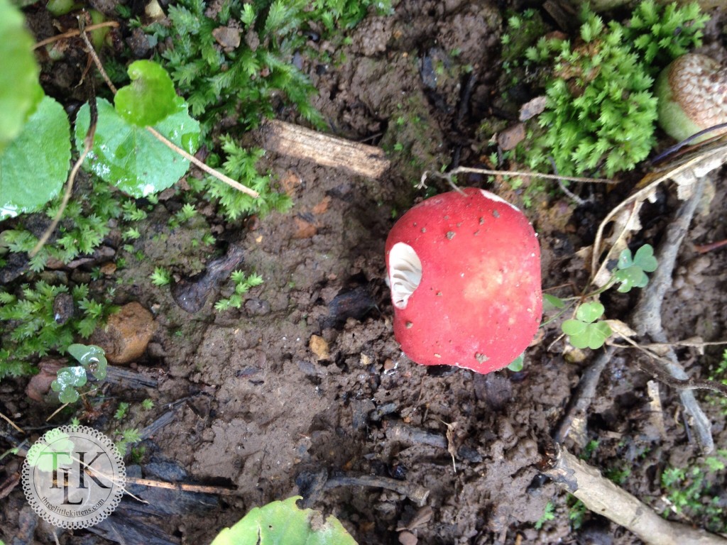 Such A Cute Little Shroom