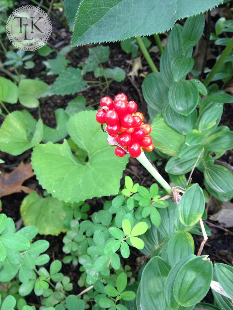 Jack in the Pulpit Seeds