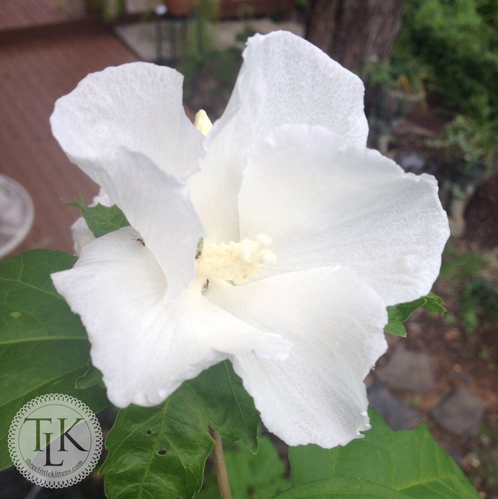 White Hibiscus - Rose of Sharon