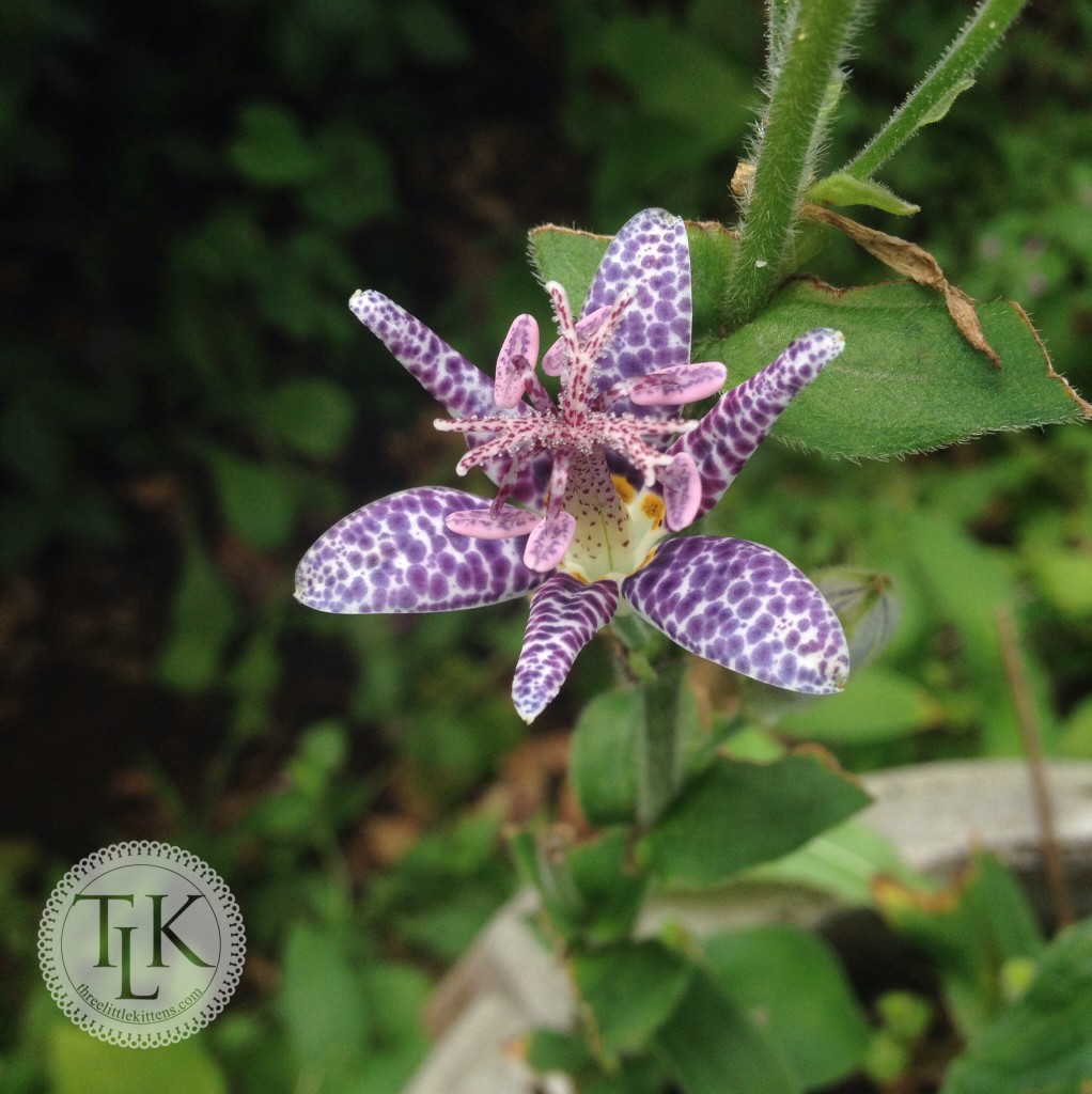 Toad Lily